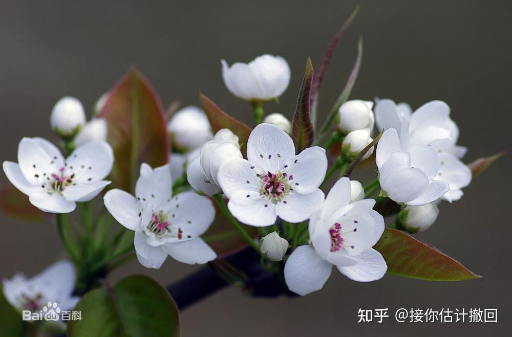 2東京(日本)櫻花——花苞片大而宿存,先花後葉,花梗及花萼都無毛1.