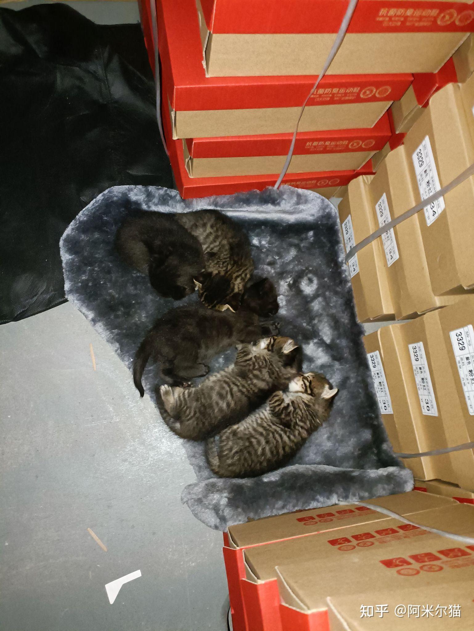 蓝猫爸爸和狸花猫妈妈生出来的孩子长什么样? - 知乎