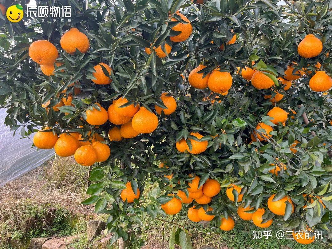 辰颐物语: 四川不知火丑橘——我都这么好吃了,你怎么舍得说我丑 - 知乎