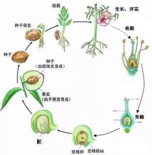 被子植物一般由哪些器官构成