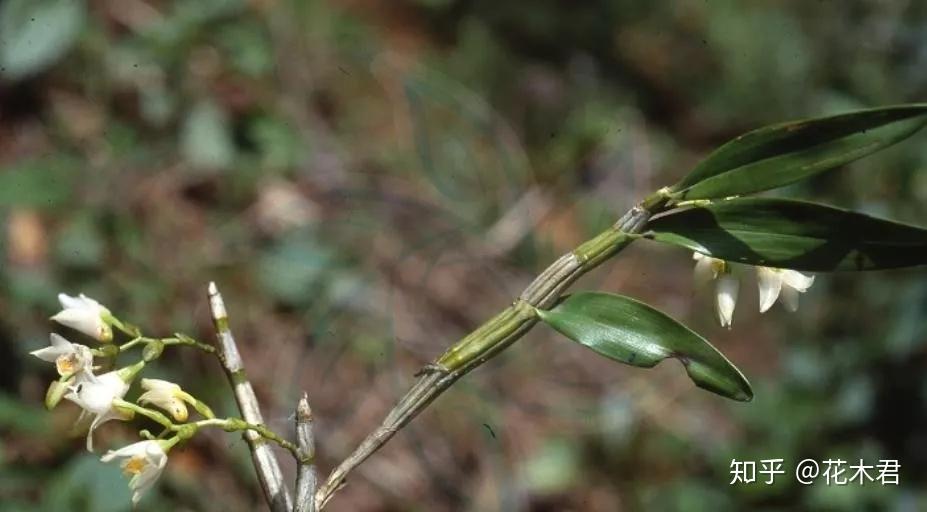 国家Ⅰ级濒危珍稀物种叉唇石斛的鉴赏与辨识