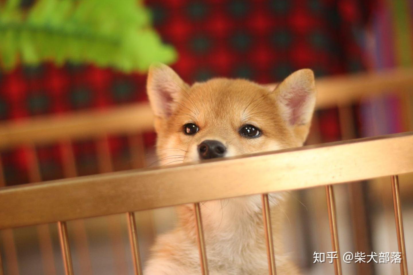 广州柴犬价格贵吗？柴犬价格是由什么决定的？ - 知乎