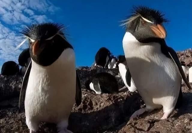 你知道企鹅有哪些种类吗?