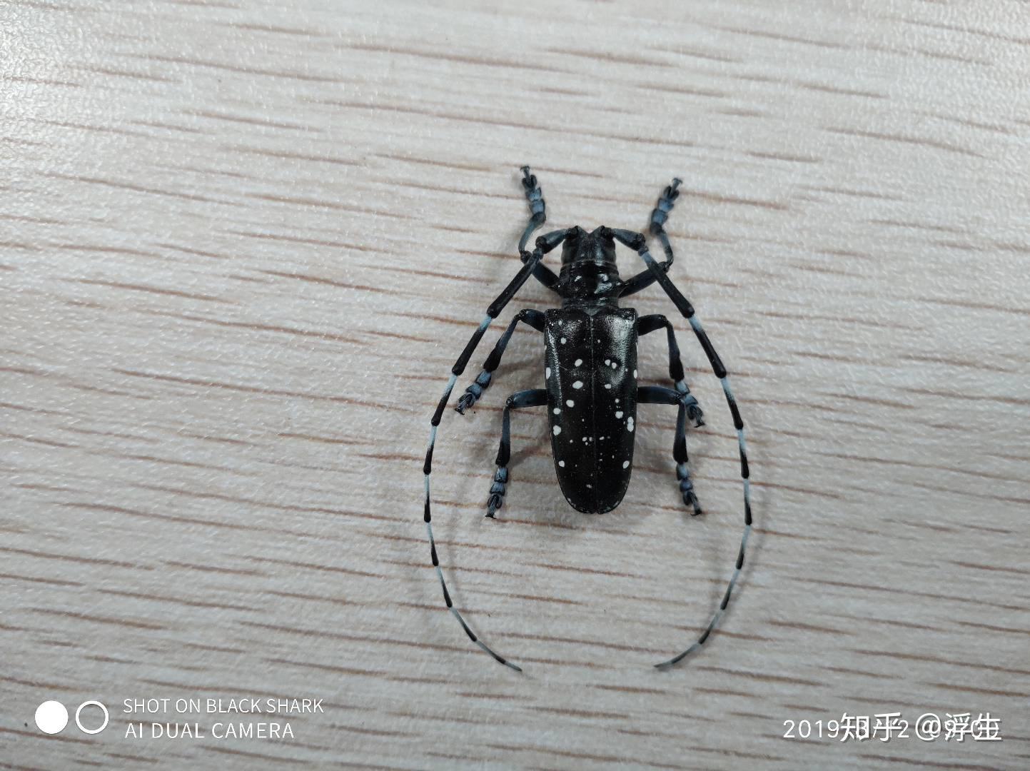 昆虫标本系列--星天牛