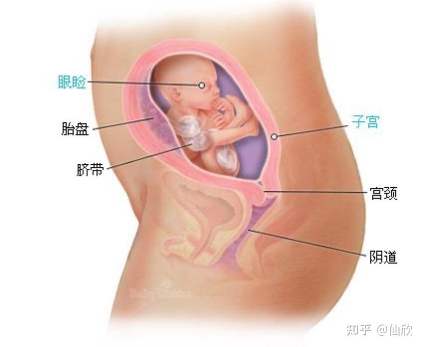 怀孕21周胎儿图片图片