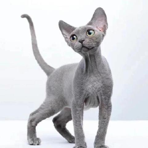 猫中精灵——德文卷毛猫 - 知乎