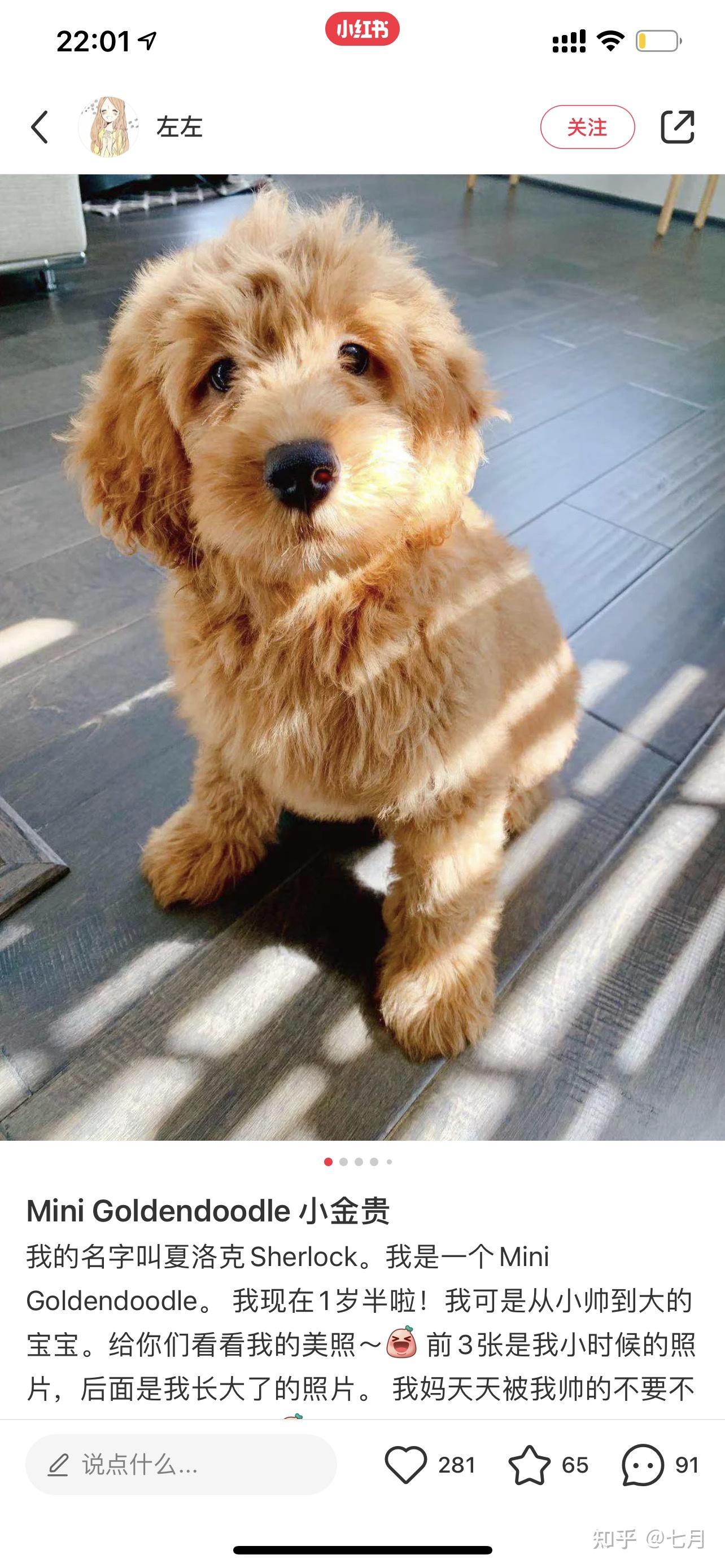 金毛和巨型贵宾犬杂交后代怎么样? - 知乎
