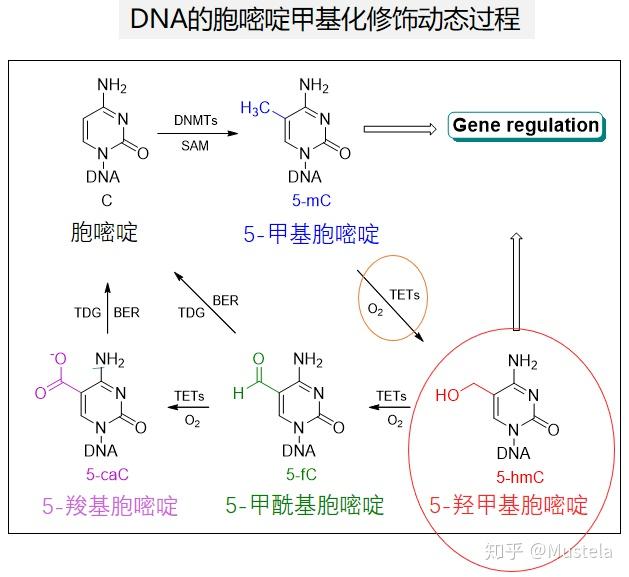 核糖上被甲基化的胞嘧啶核苷酸表示为cm哪里错了
