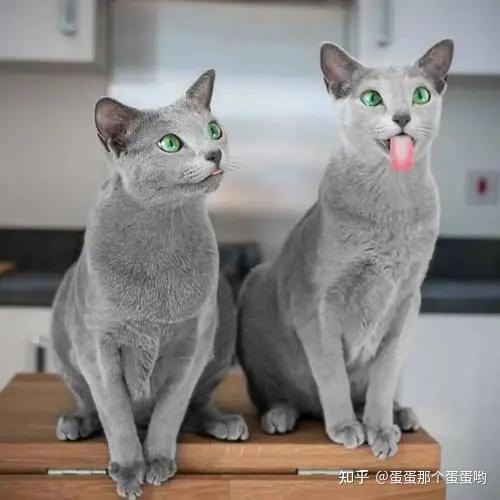 请问有没有推荐养的低敏猫