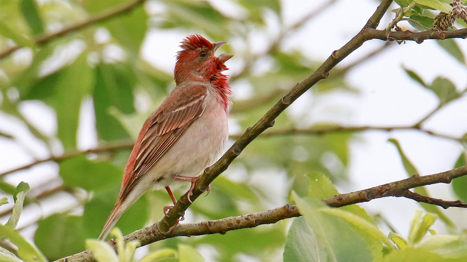这就是新疆歌鸲,叫声非常悦耳,真是太好听啦!