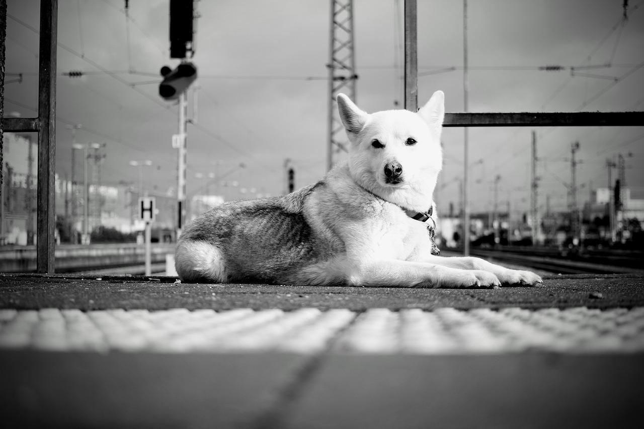 4. 价格性价比分析