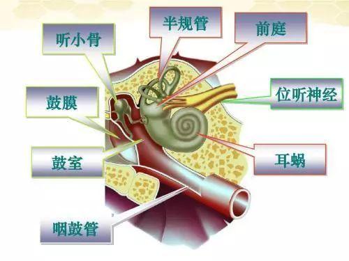 听神经损伤了能恢复吗? - 知乎