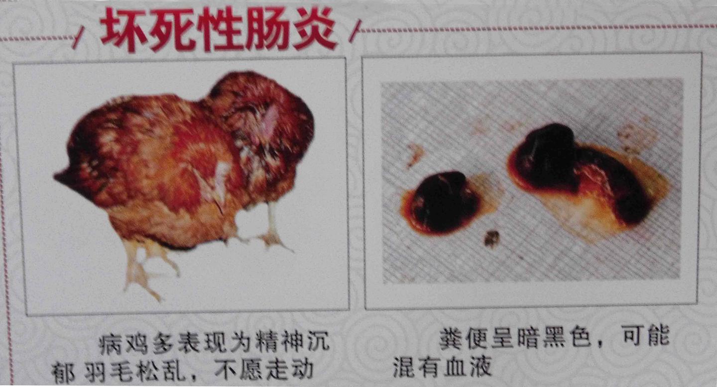 种鹅坏死性肠炎用什么鸡坏死性肠炎用啥解决土鸡坏死性肠炎什么原因造成的 - 知乎