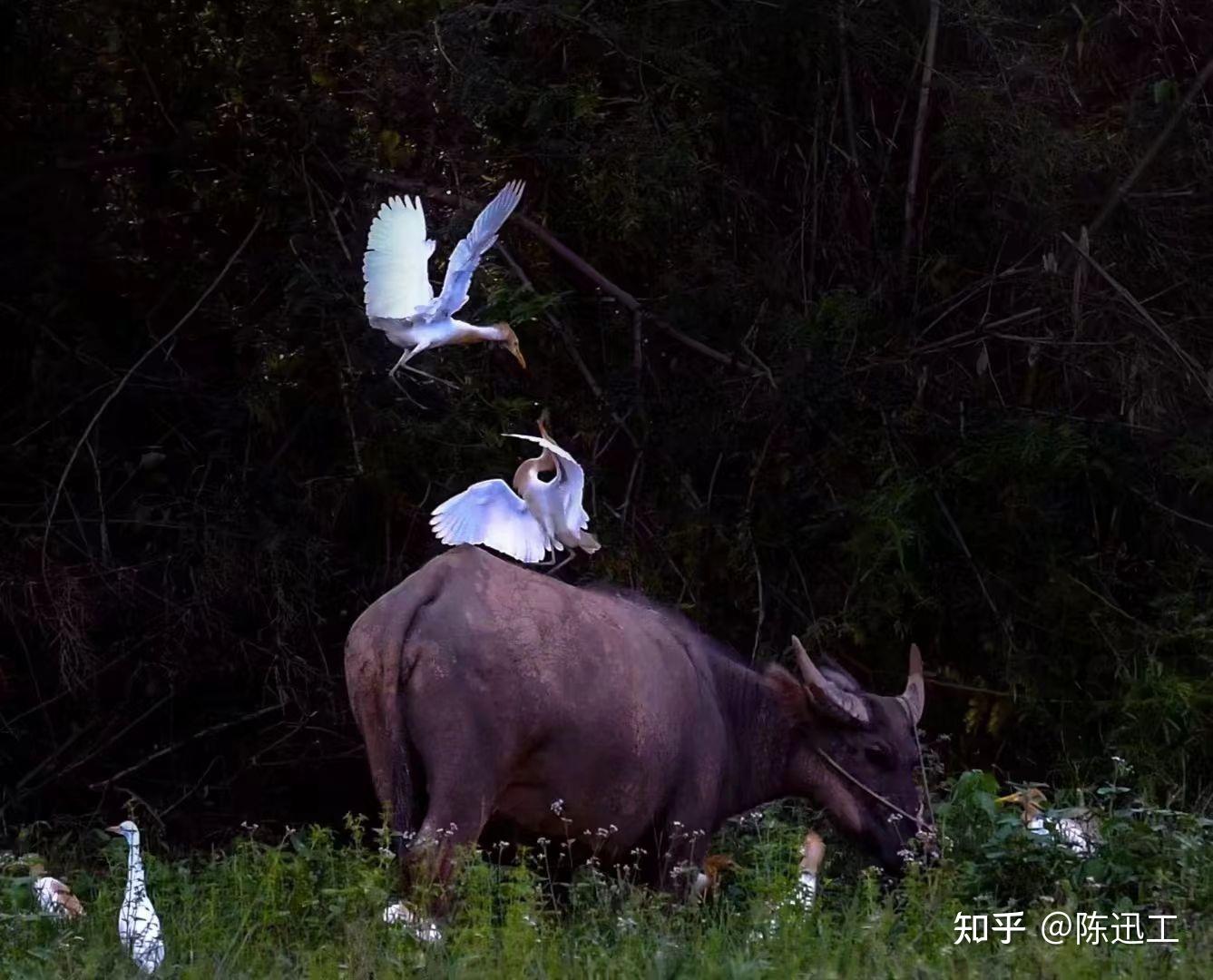 云南凤龙湾小镇：游船穿梭原始森林，白鹭翩翩诗意画卷