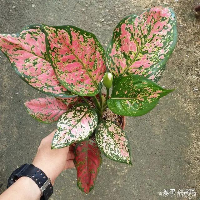 彩叶万年青开花图片图片