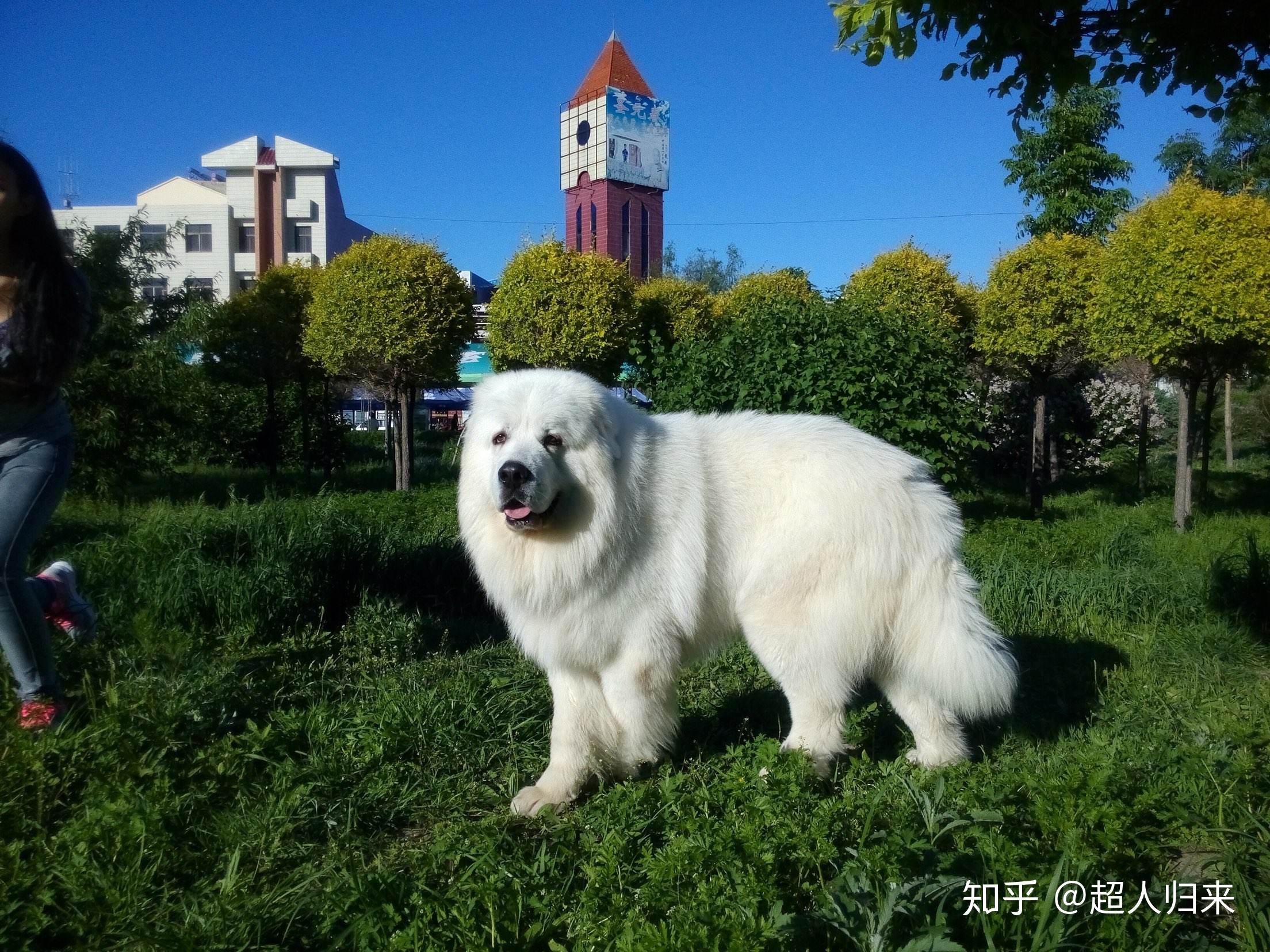 大白熊犬:别名比利牛斯山地犬,体型健壮协调,高贵优雅