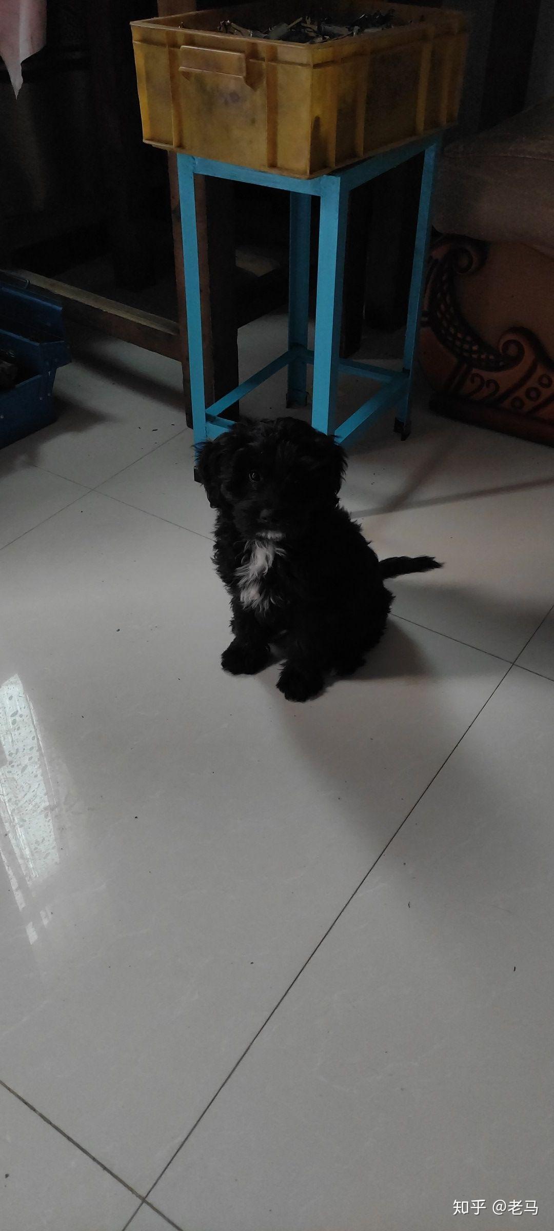 有养过葡萄牙水犬的吗? - 知乎