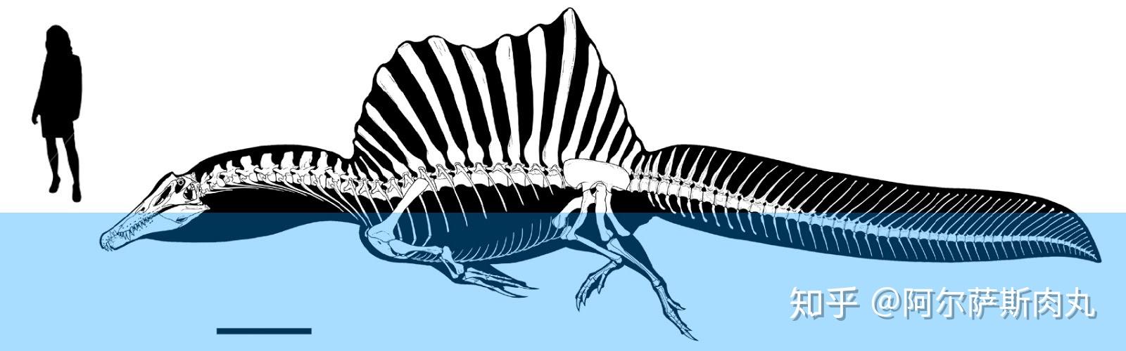 如何看待棘龙新出土的尾部化石新的复原长有尾鳍