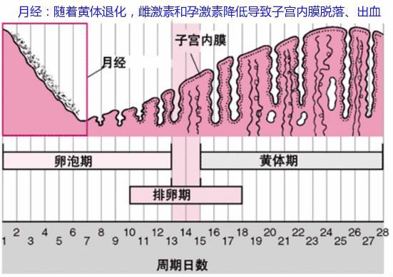 动物有月经么? - 知乎