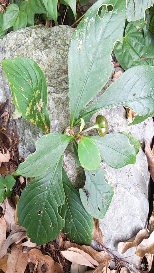 这是啥 有啥用 - 知乎