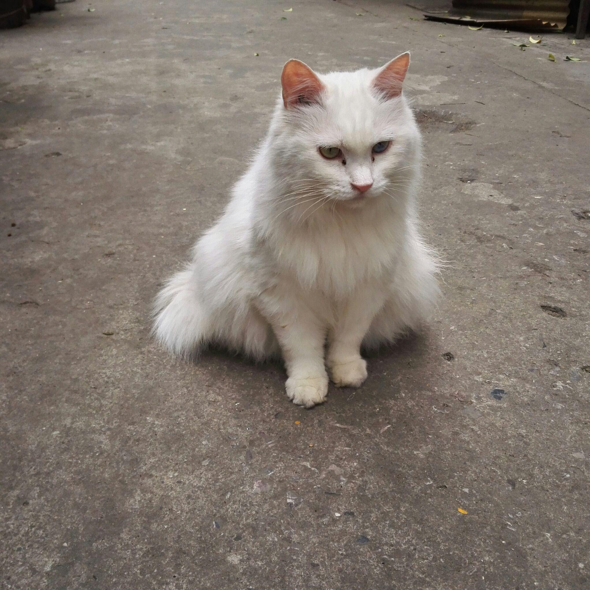 你的猫做了什么让你觉得他真聪明?