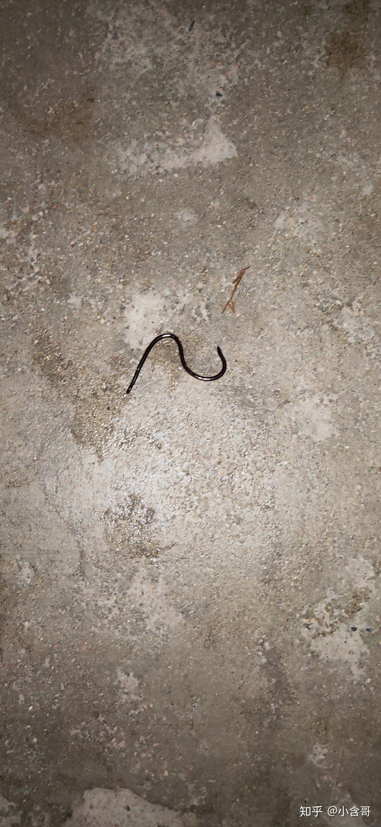 海南的虫子是不是很恐怖