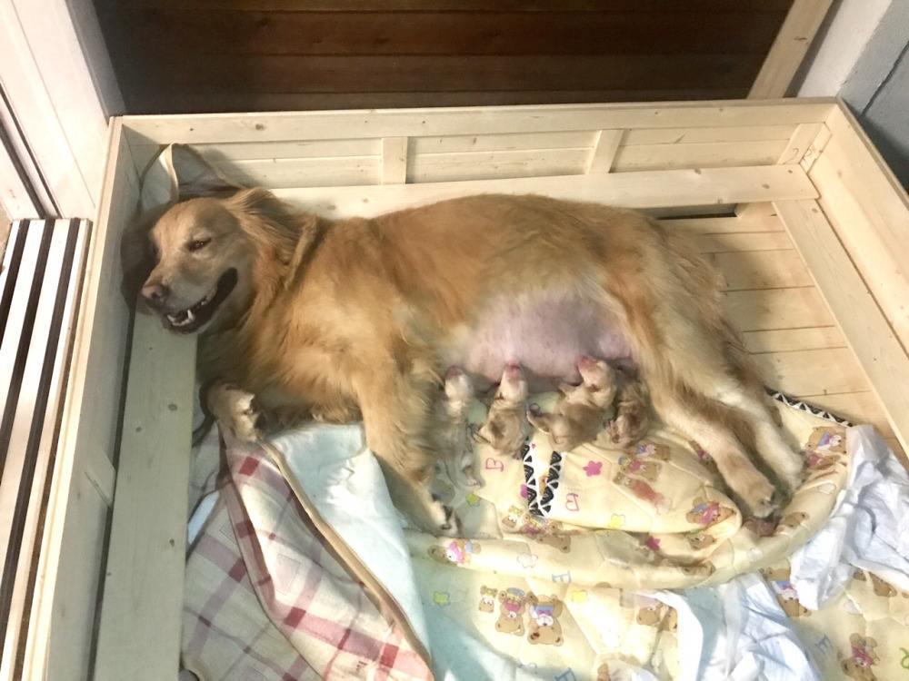 狗狗生产前的征兆是什么