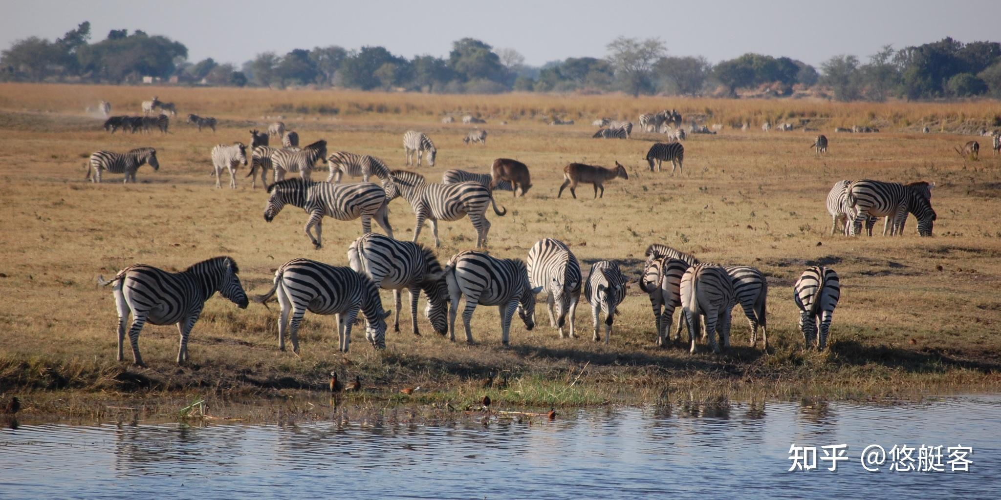 AmaWaterways Chobe AmaWaterways Chobe