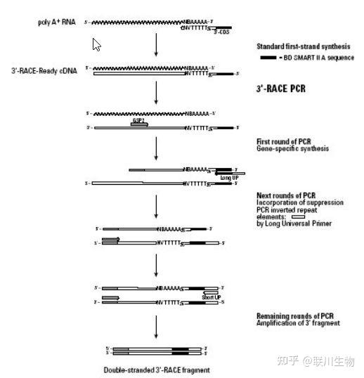 研究lncRNA的常见技术及原理 - 知乎