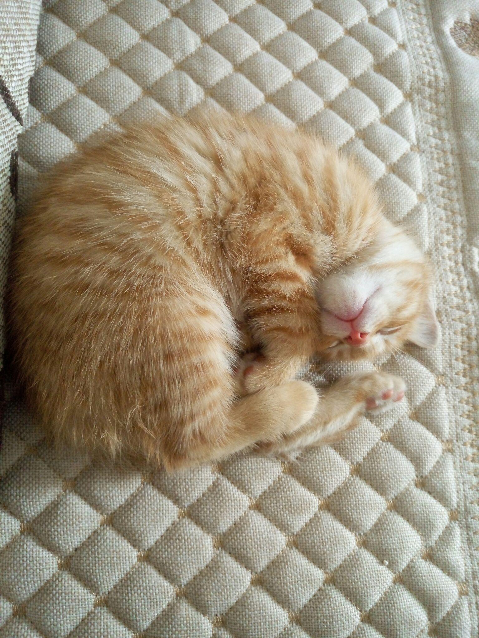 猫可以萌到什么程度?