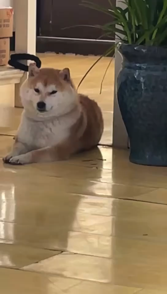 新手养边牧还是养柴犬 知乎