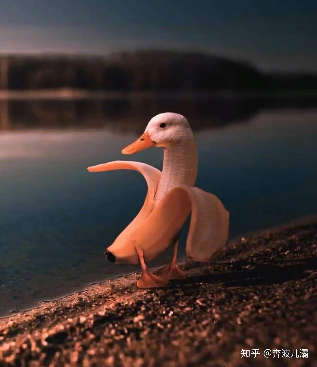 有没有这种鸭子的表情包或者图片