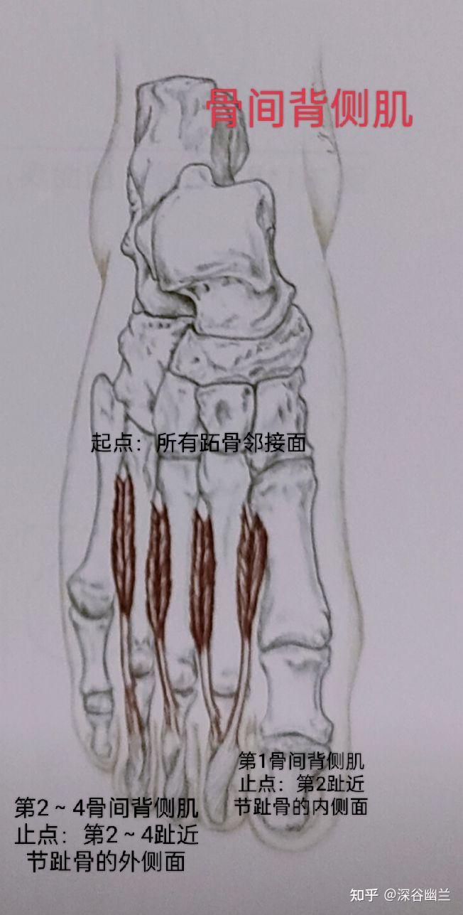 跖骨之间的组织,背侧骨间肌及其附属筋膜也包含在前深线范围内