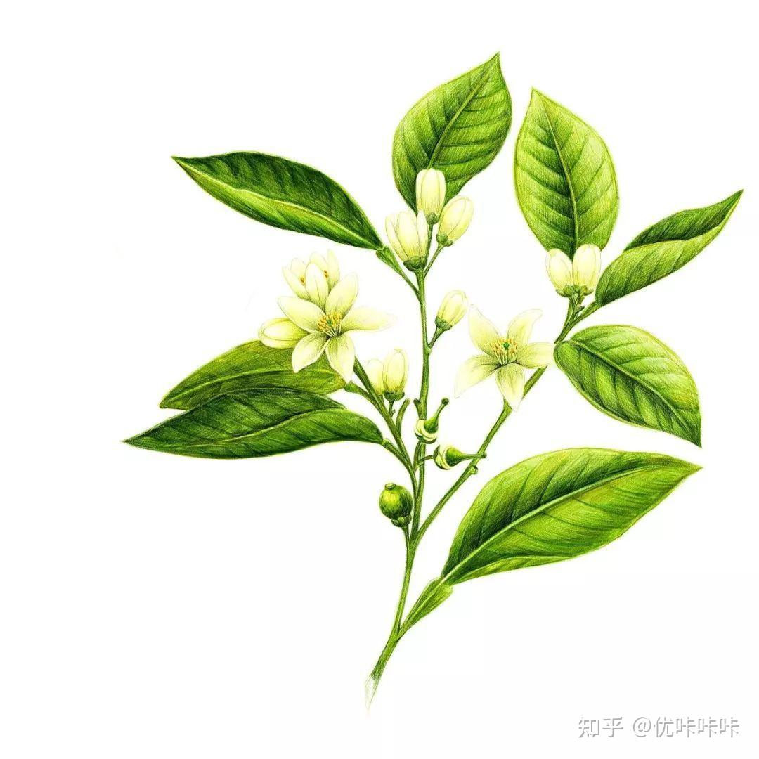 俗名:苦橙花植物科属:芸香科拉丁学名:citrus aurantium l ssp