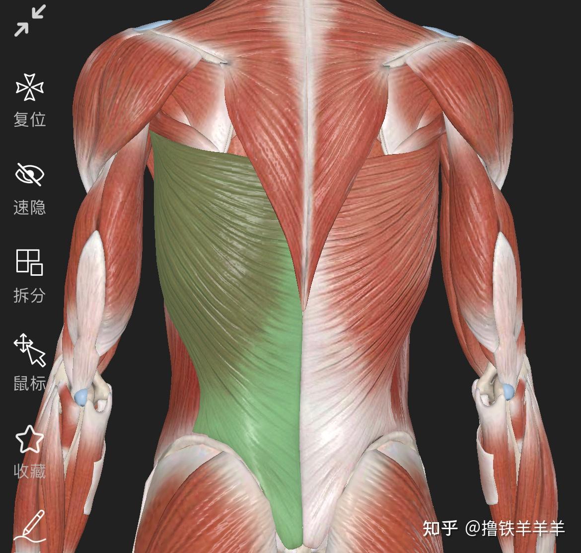 【肌肉学习】背阔肌