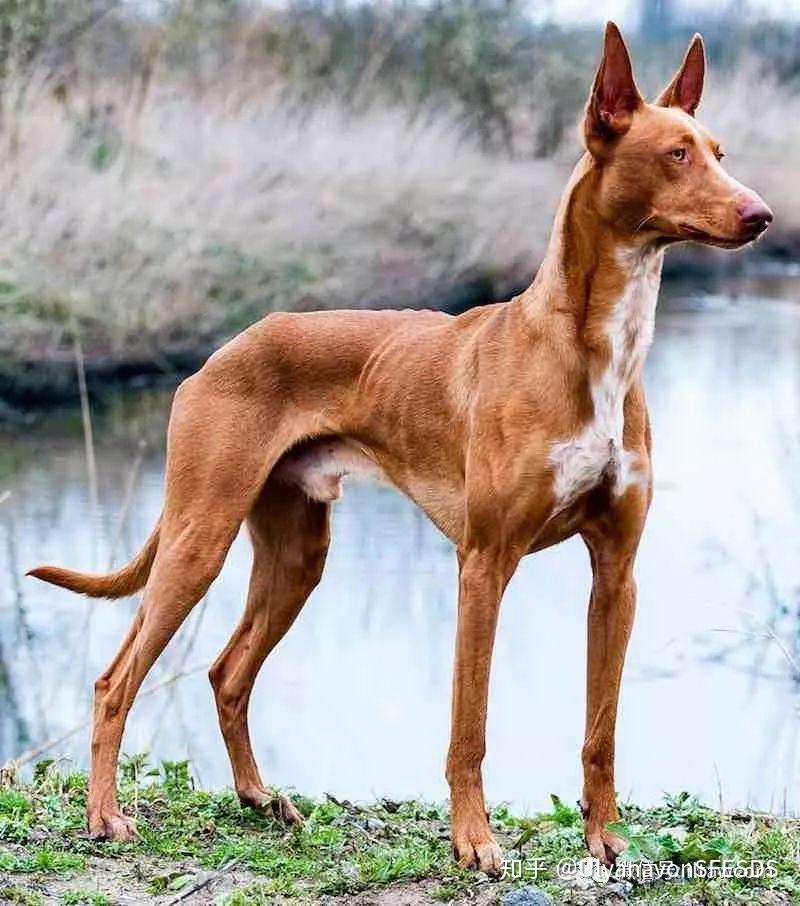 克利夫兰骑士之夜皮肤里面叫骑士的狗是以什么狗为原型的啊如图