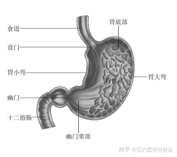胃疾病 - 知乎