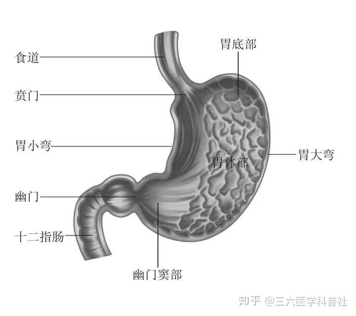 胃疾病 - 知乎