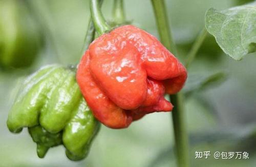 特立尼达蝎子布奇t