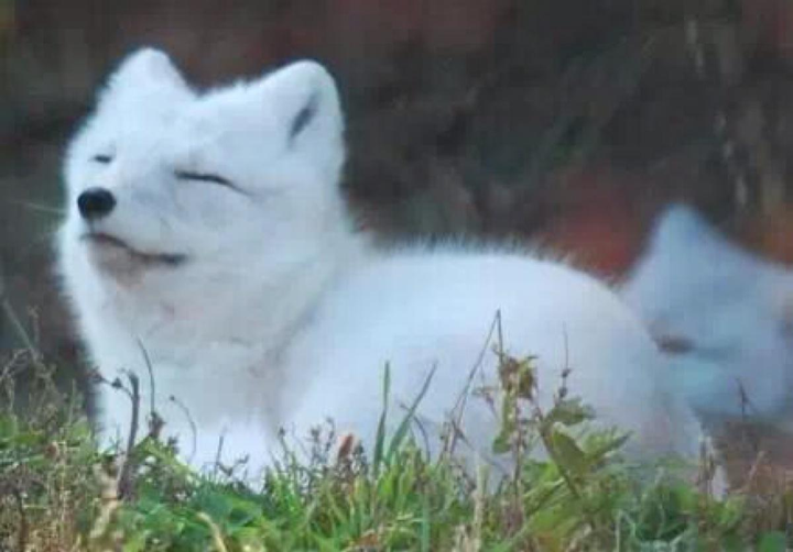 猫科动物战斗力那么强,为什么没有将犬科动物淘汰掉?