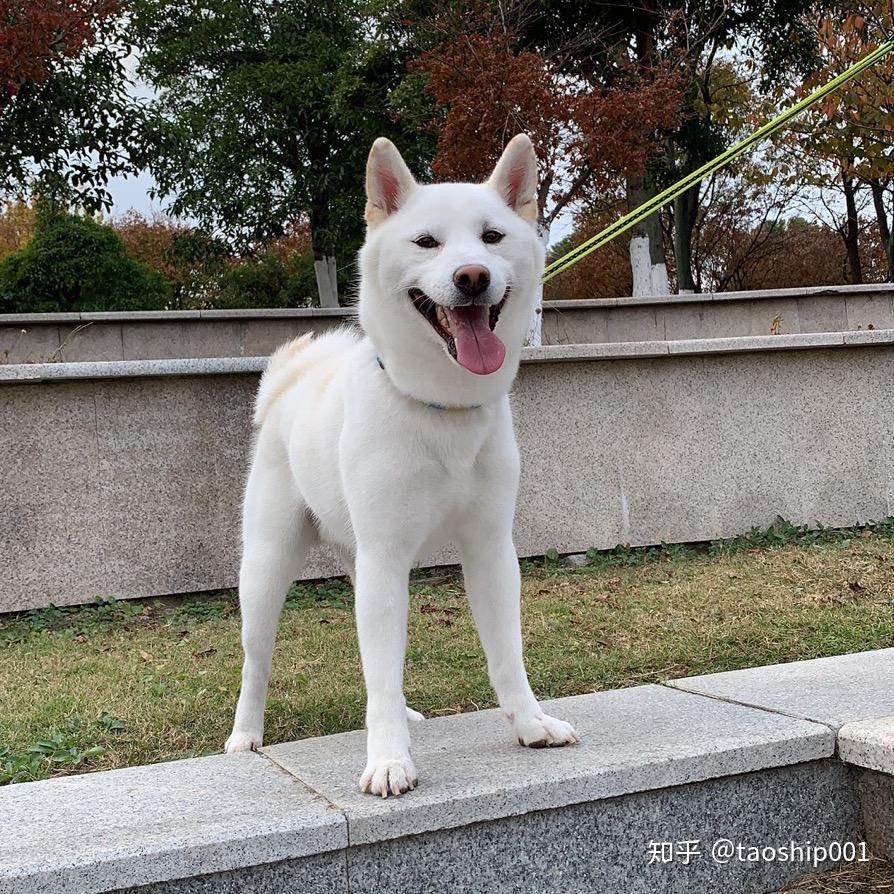 白色柴犬属于什么品种相对于传统柴犬较为珍贵吗