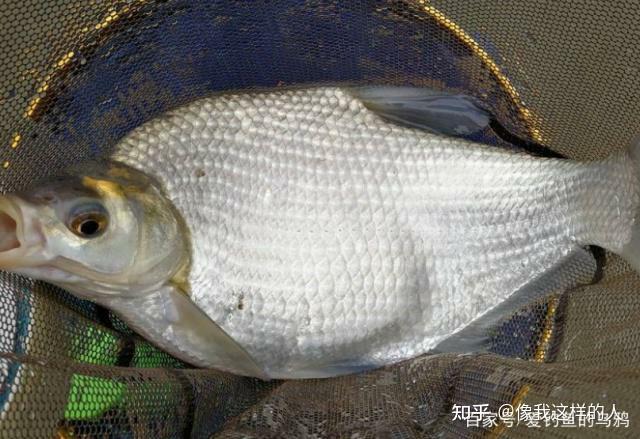 鳊鱼- 知乎