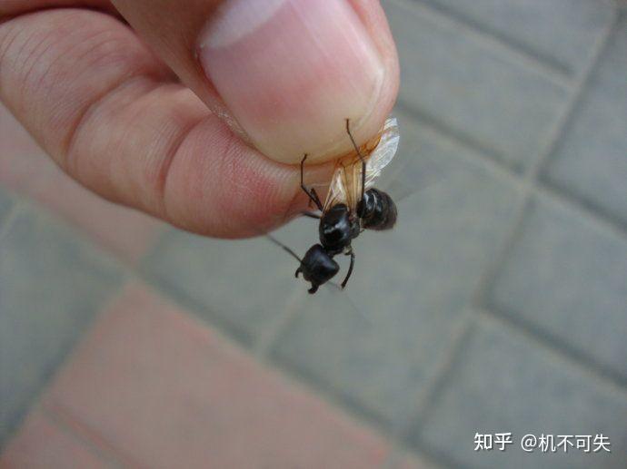 请问这种黑色带翅膀好像蚂蚁的虫子是啥玩意啊蚁类还是蜂类