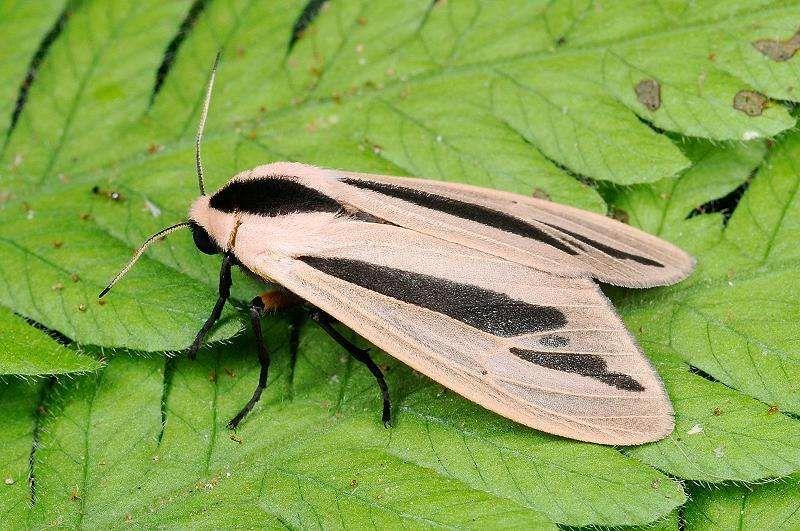 话说怎么修改题图啊,不会的说. 当然就是这个东西啦!黑条灰灯蛾! 额.