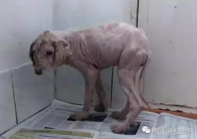流浪狗小白,从丑陋白皮猪变成白狗王子! - 知乎