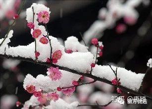 李朝 青花 海駝形水滴 – 燦禾 SANKA