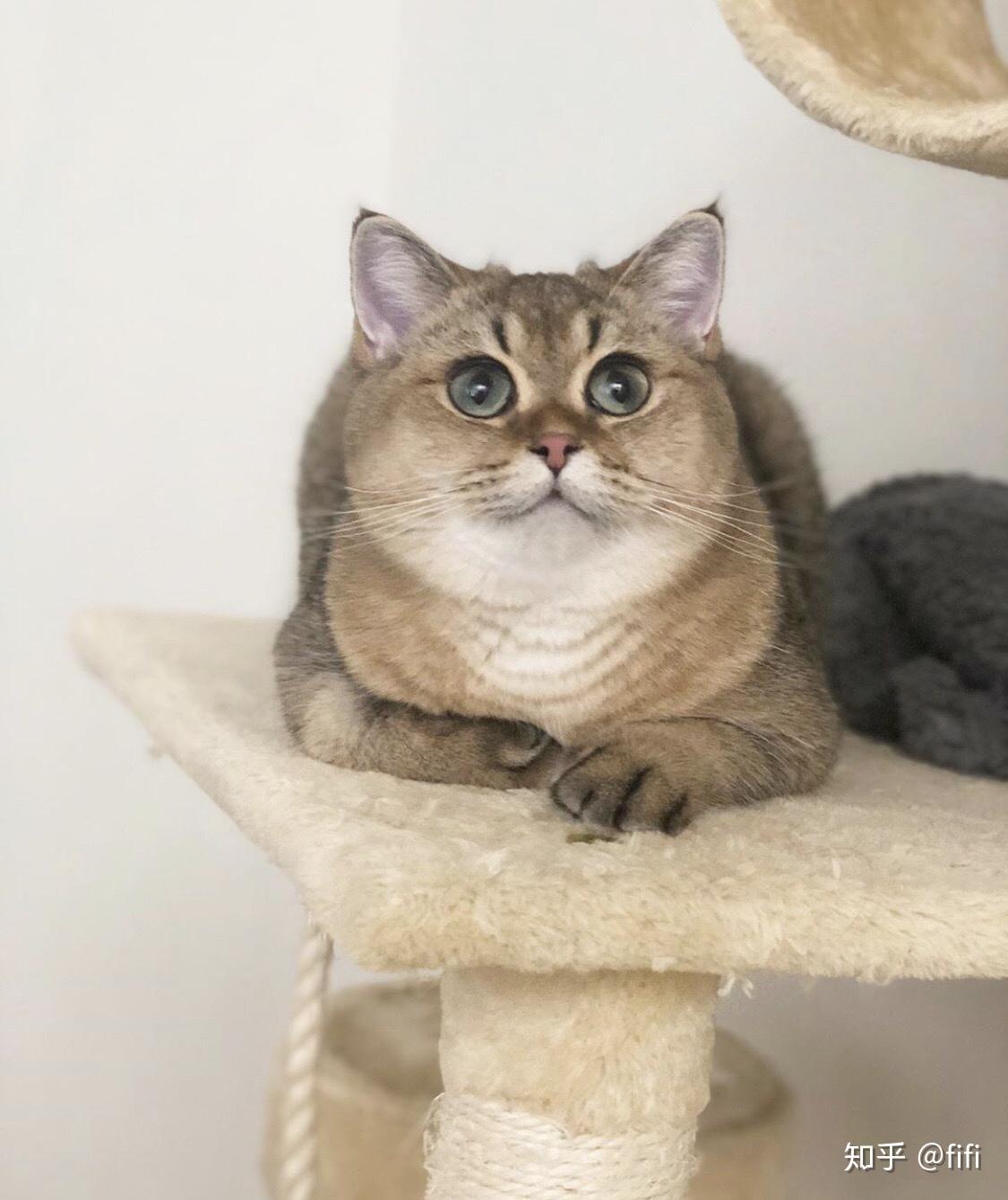 赛级布偶猫chloe和乌克兰英短虎虎