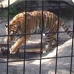 为什么老虎的头比猫大很多，但并没有比猫聪明多少？