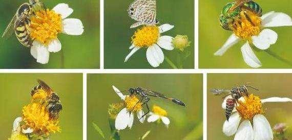 4.4 物种间合作-——“朋友”一生一起走(生物共生现象) - 知乎