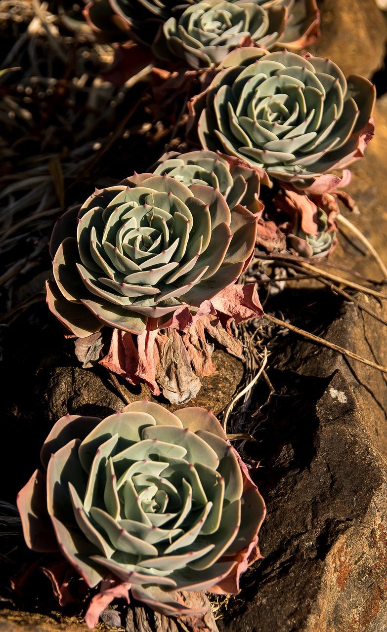 肉肉植物怎么来的